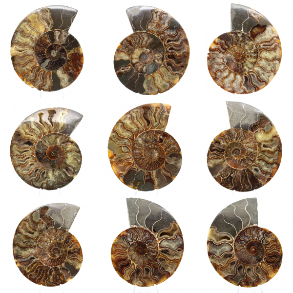 Polerad sågad ammonitfossil – naturlig briljans från Madagaskar