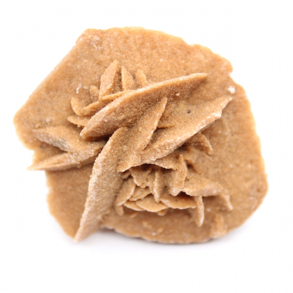 Marockansk ökenros: litet rått samlarobjekt