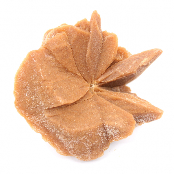 Stor ökenroskristall: exemplar från Marocko