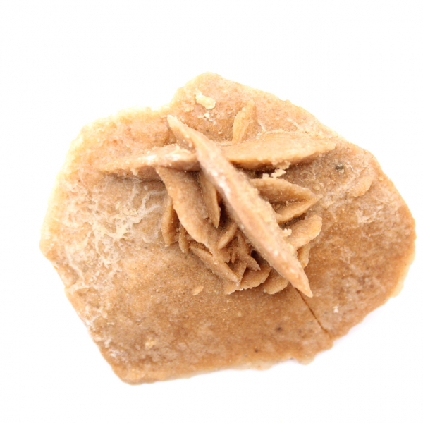 Mineralrosett från Marocko: gipskristallisering