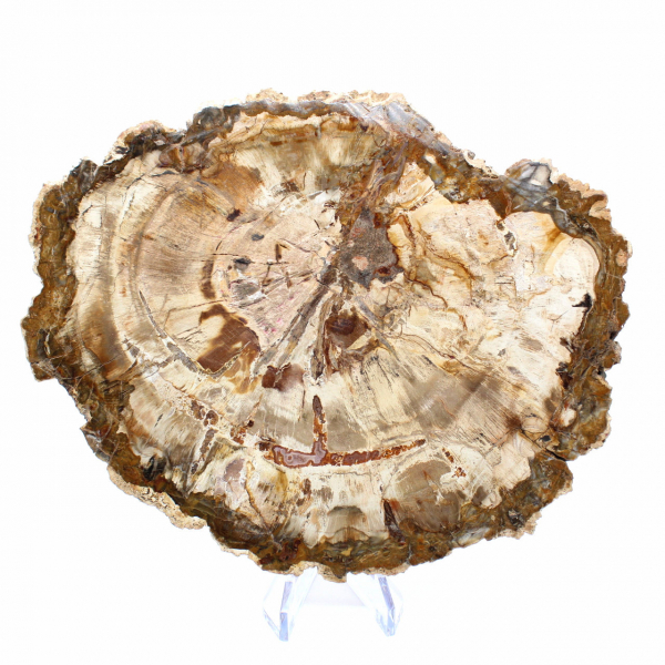 Skiva av förstenat trä från Madagaskar - Samlarexemplar