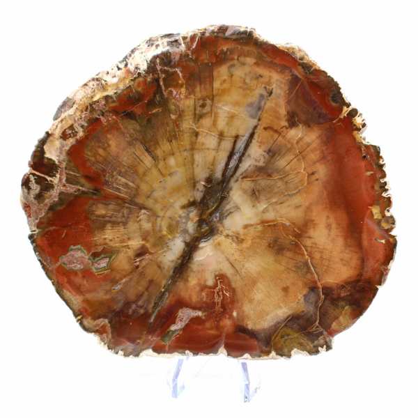 Majunga fossil träskiva - naturligt dekorativt föremål