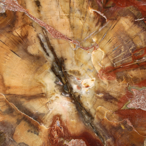 Majunga fossil träskiva - naturligt dekorativt föremål