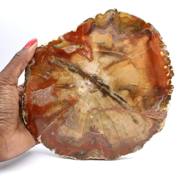 Majunga fossil träskiva - naturligt dekorativt föremål