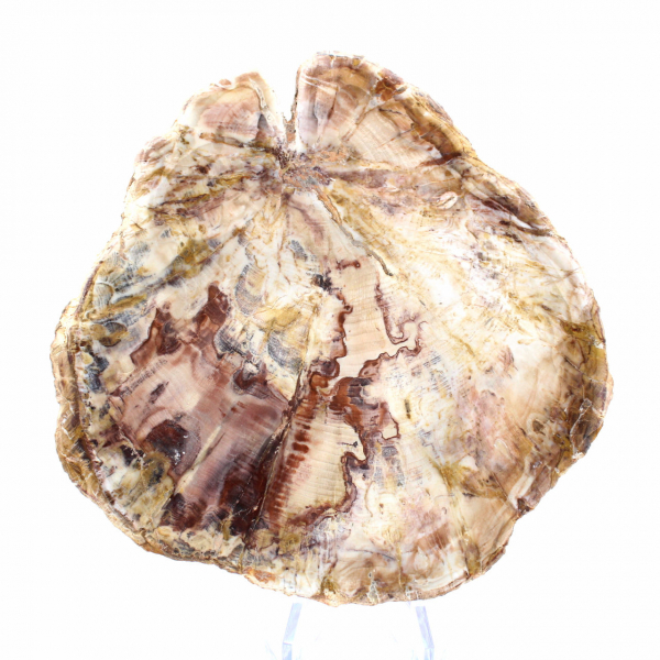 Förstenat trä från Madagaskar - Polerat avdelning för samlare