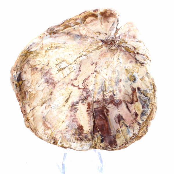 Förstenat trä från Madagaskar - Polerat avdelning för samlare