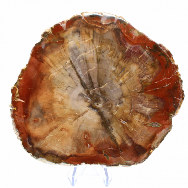 Fossiliserad träskiva - Samlarmineral från Madagaskar