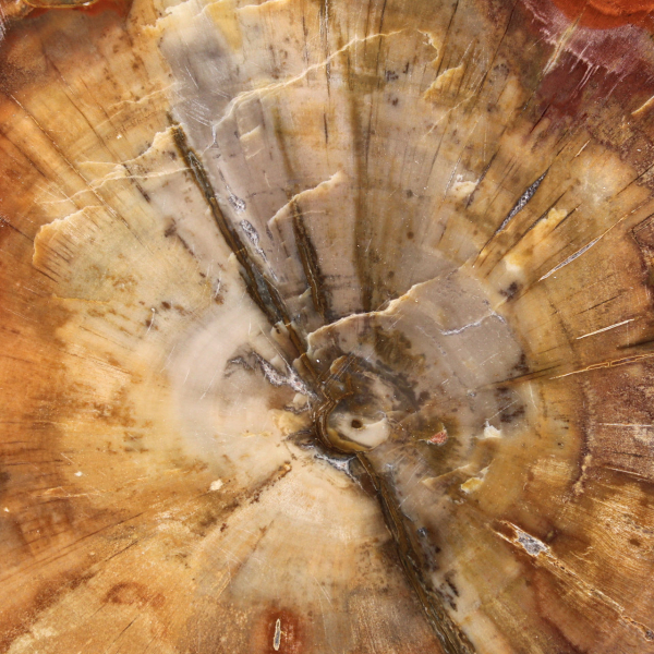 Fossiliserad träskiva - Samlarmineral från Madagaskar