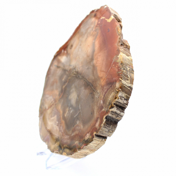 Förstenat Majunga-trä - Naturligt polerad skiva