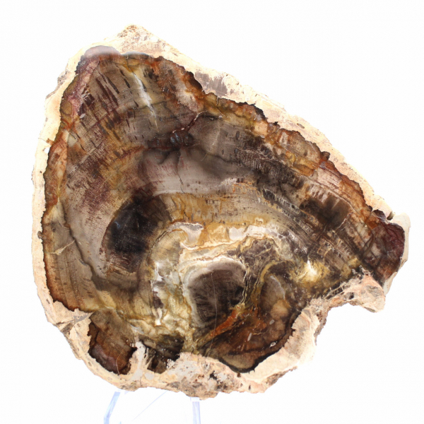 Naturlig kiselförsedd träskiva - exemplar från Madagaskar