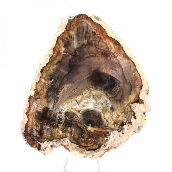 Naturlig kiselförsedd träskiva - exemplar från Madagaskar