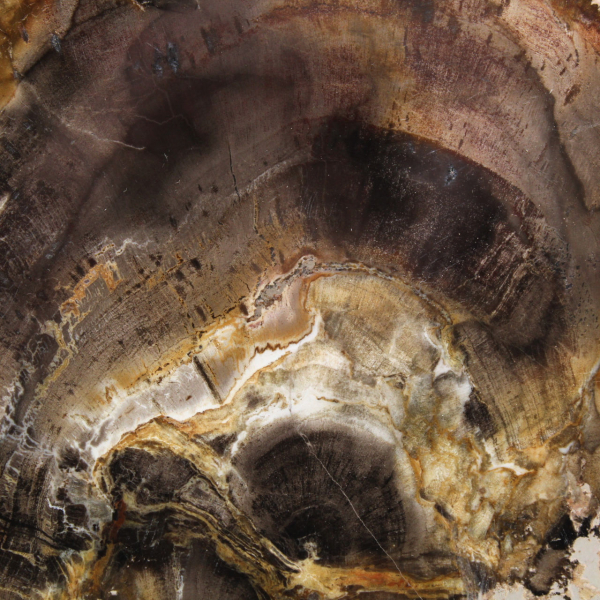 Naturlig kiselförsedd träskiva - exemplar från Madagaskar