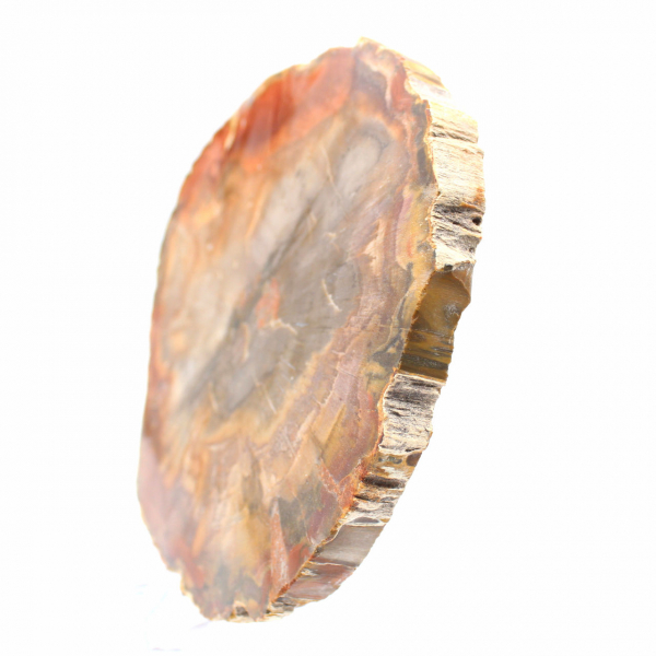 Sektion av förstenat trä från Majunga - Mineralogiskt prov