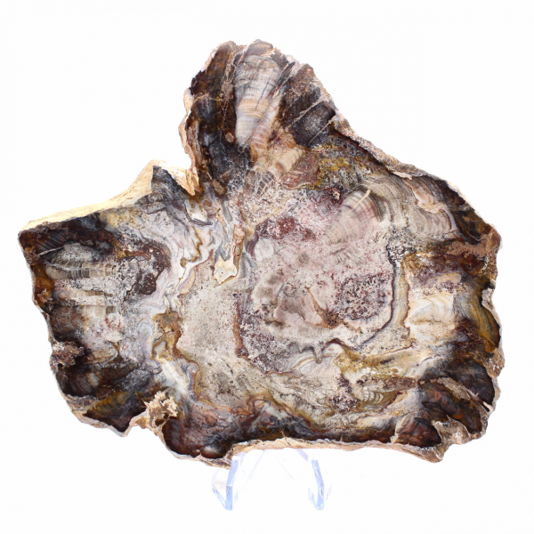 Fossiliserat trä från Madagaskar - Polerad skiva för samlare