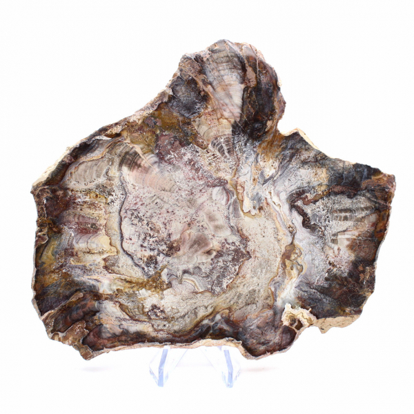 Fossiliserat trä från Madagaskar - Polerad skiva för samlare