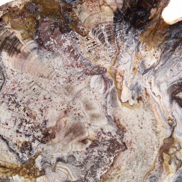 Fossiliserat trä från Madagaskar - Polerad skiva för samlare