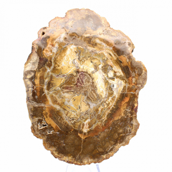 Liten bit förstenad trä - Äkthet från Madagaskar