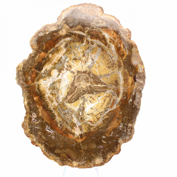 Liten bit förstenad trä - Äkthet från Madagaskar