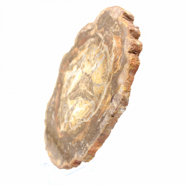 Liten bit förstenad trä - Äkthet från Madagaskar