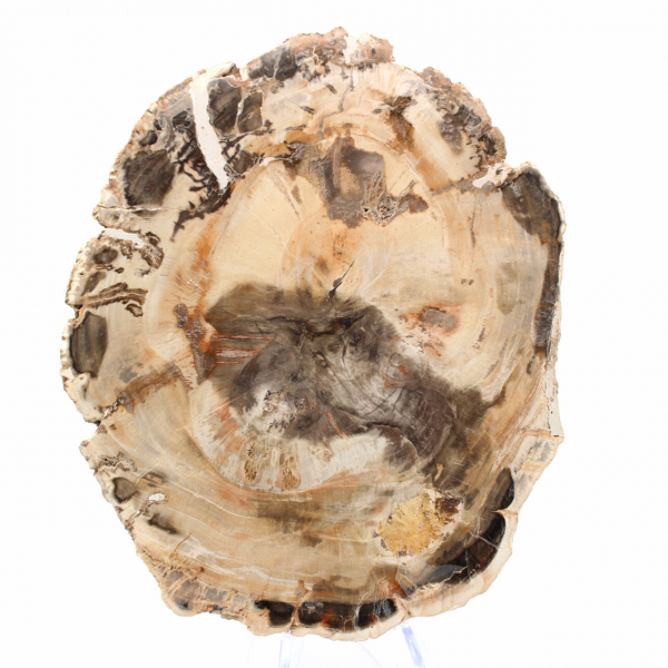 Majunga förstenat trä - Naturstenssektion