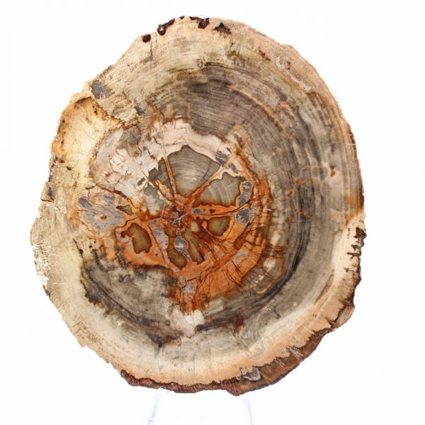 Skiva av förstenat trä från Madagaskar - Vetenskapligt objekt