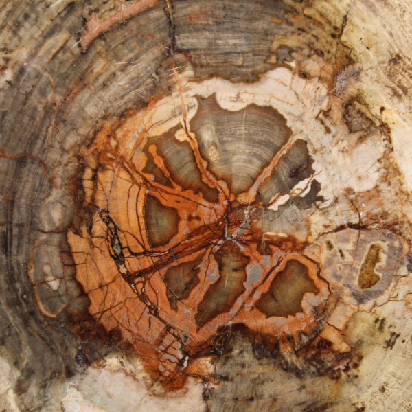 Skiva av förstenat trä från Madagaskar - Vetenskapligt objekt