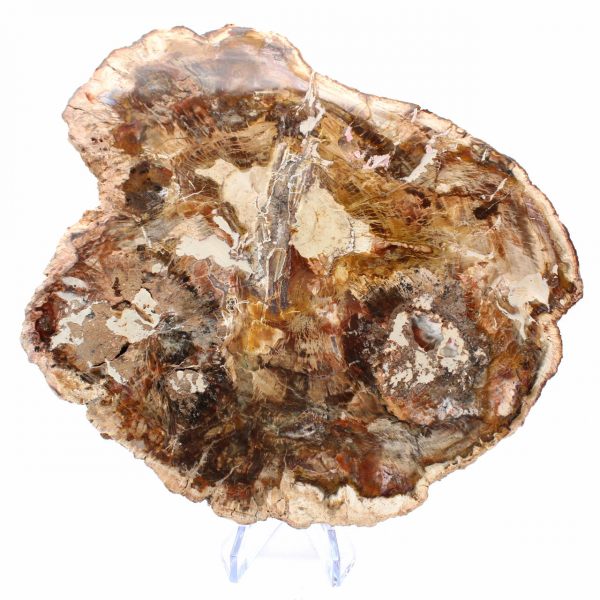 Stor skiva förstenad trä - Majunga-samlingen