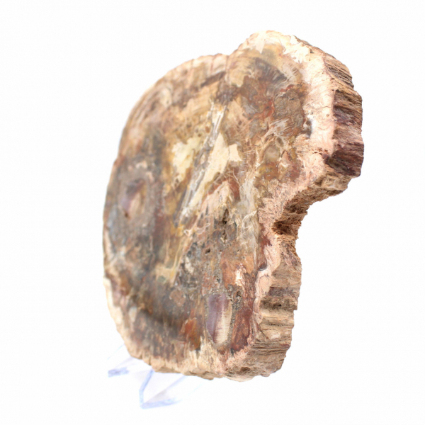 Stor skiva förstenad trä - Majunga-samlingen