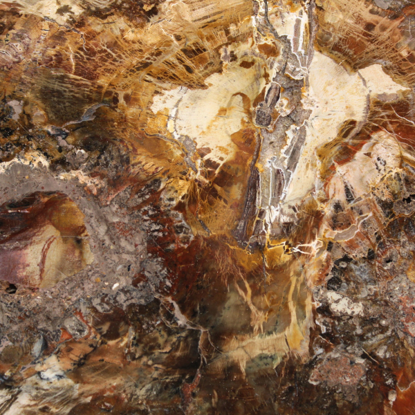 Stor skiva förstenad trä - Majunga-samlingen