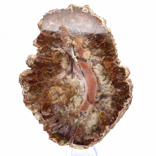 Fossiliserat trä från Madagaskar - Stor polerad skiva