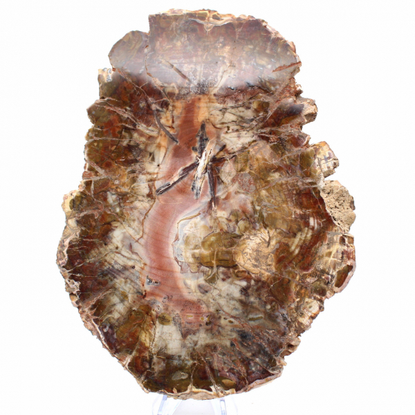 Fossiliserat trä från Madagaskar - Stor polerad skiva