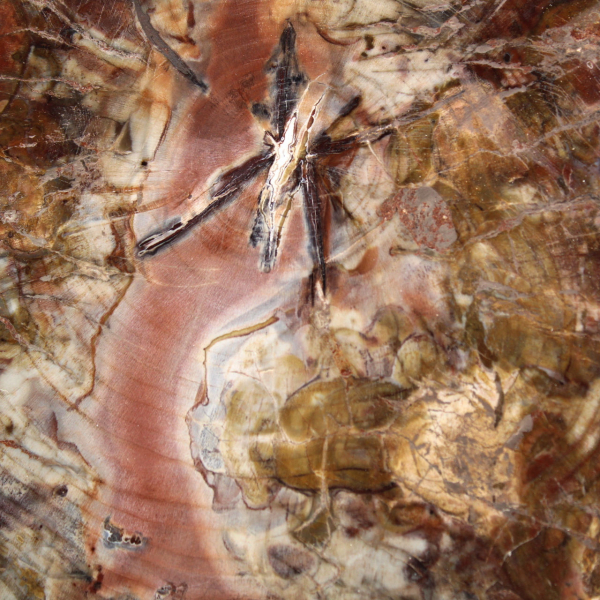 Fossiliserat trä från Madagaskar - Stor polerad skiva