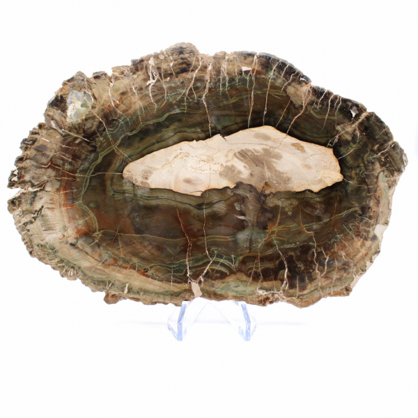 Avlång skiva av kiselträ - Ursprung: Madagaskar