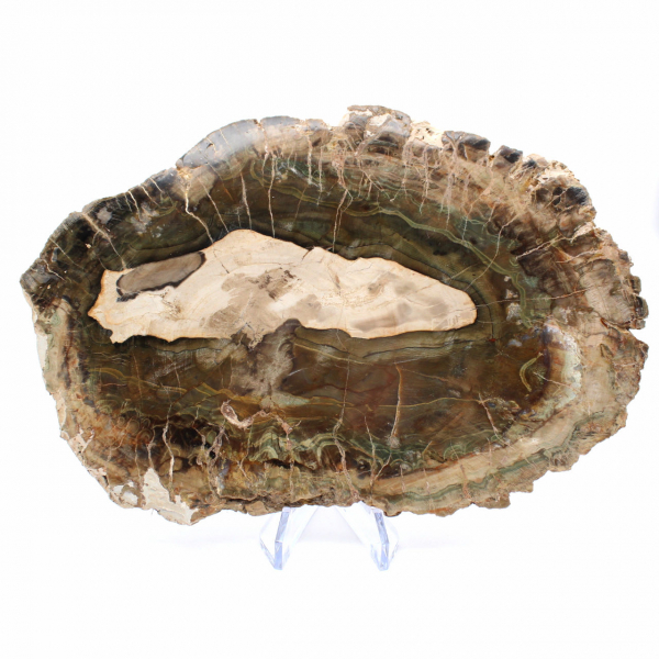 Avlång skiva av kiselträ - Ursprung: Madagaskar