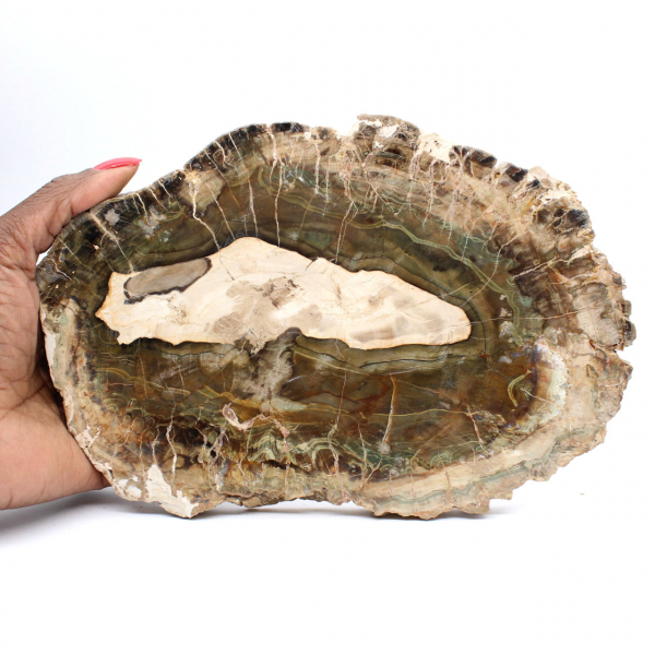 Avlång skiva av kiselträ - Ursprung: Madagaskar