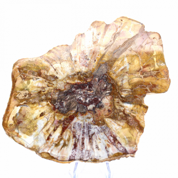 Polerad sektion av fossilt trä - Mineral från Majunga
