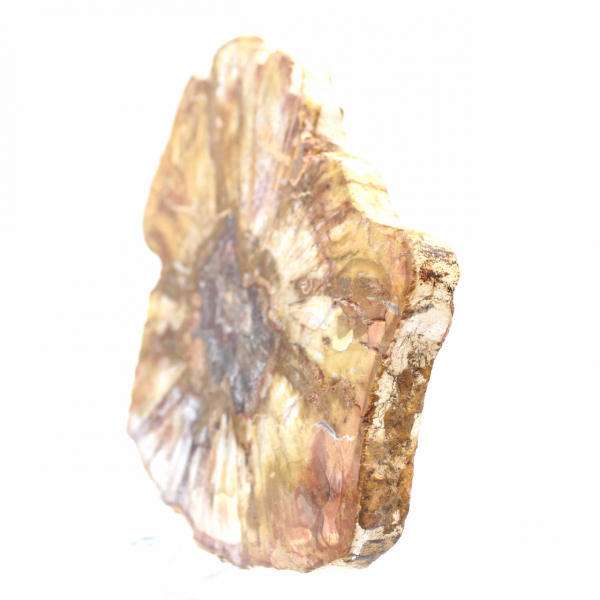 Polerad sektion av fossilt trä - Mineral från Majunga