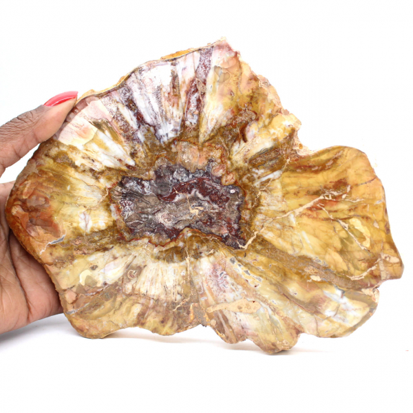 Polerad sektion av fossilt trä - Mineral från Majunga