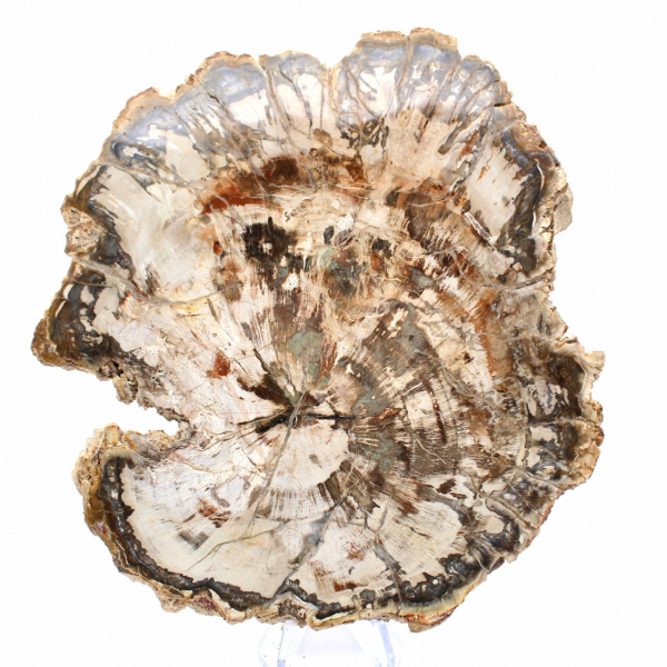 Stor skiva förstenad trä från Madagaskar - Exceptionellt stycke