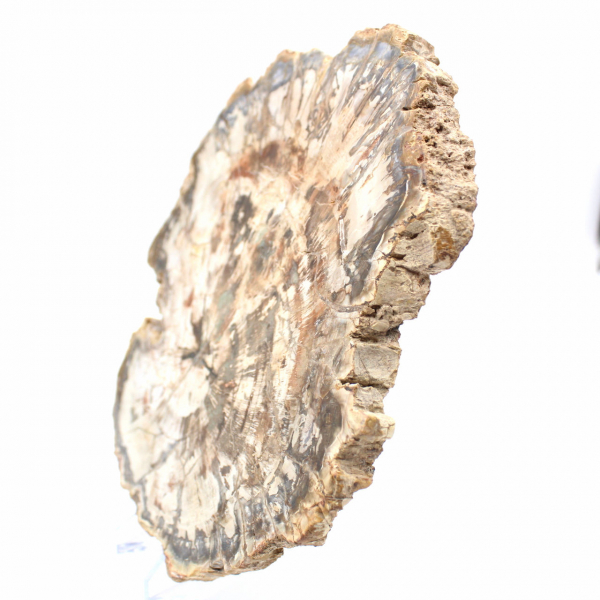 Stor skiva förstenad trä från Madagaskar - Exceptionellt stycke