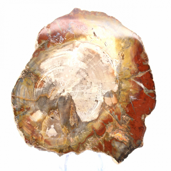 Förstenat trä från Madagaskar - fyrkantig skiva för samling