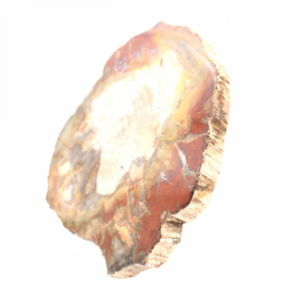 Förstenat trä från Madagaskar - fyrkantig skiva för samling