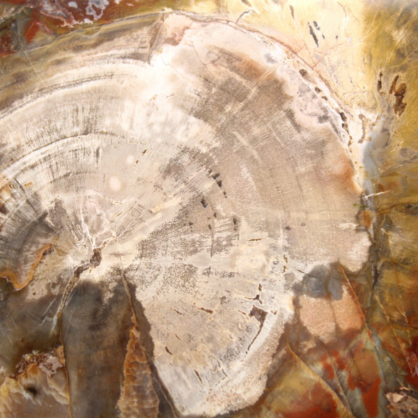 Förstenat trä från Madagaskar - fyrkantig skiva för samling