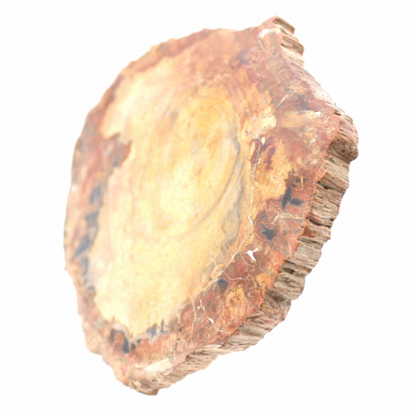 Polerad fossil träskiva - Majunga-exemplar