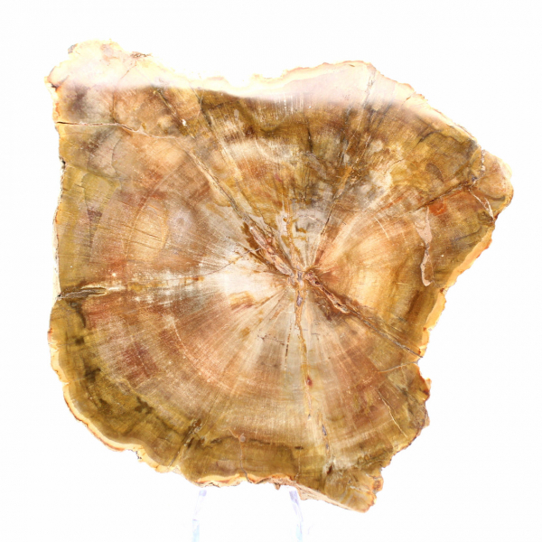 Sektion av förstenat trä från Madagaskar - Samlingskvalitet