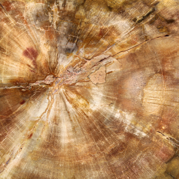 Sektion av förstenat trä från Madagaskar - Samlingskvalitet