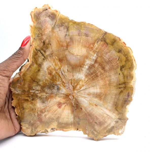 Sektion av förstenat trä från Madagaskar - Samlingskvalitet