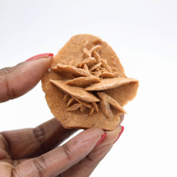 Marockansk ökenros: litet rått samlarobjekt