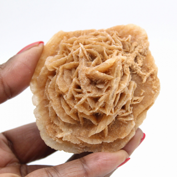 Marockansk ökenros: massiv samlarrosett