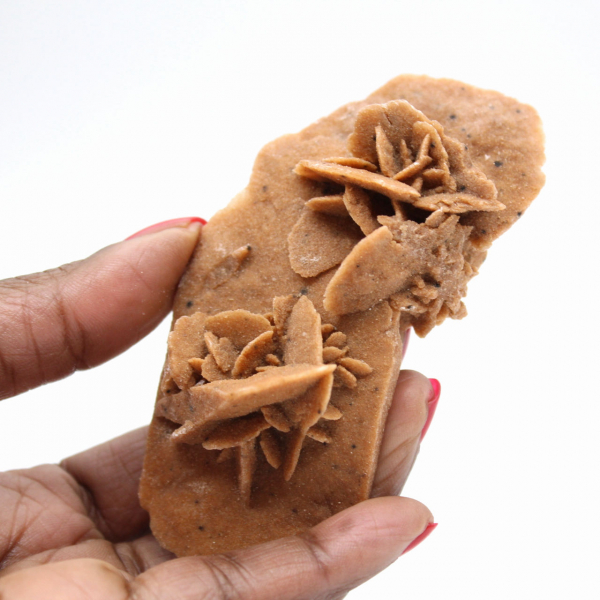 Marockos avlånga ökenros: ett geologiskt exemplar